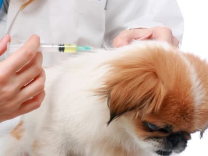 На следующей неделе на «Ремзаводе» будут бесплатно вакцинировать домашних животных