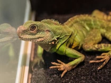 Выставка "Живые тропики" в ТЦ ZELEN продолжит свою работу до 12 февраля