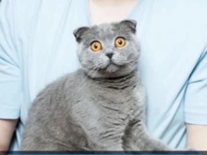 13 июля в микрорайоне "Ремзавод" пройдет бесплатная вакцинация домашних животных от бешенства