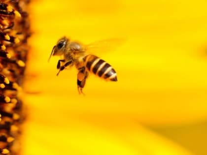 Conversation: биологи научили пчел различать четные и нечетные числа с точностью 80%