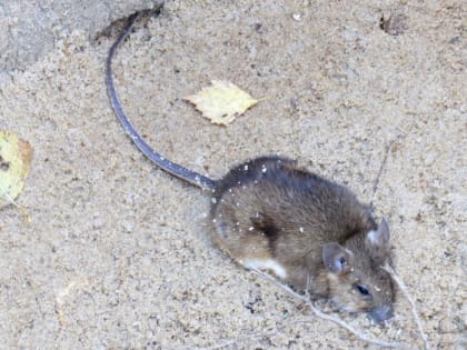 В Марий Эл продолжают регистрировать случаи заражения ГЛПС