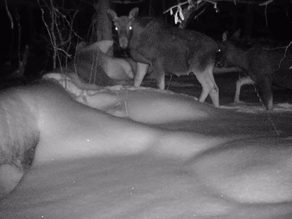 Фотоловушка заповедника «Большая Кокшага» сняла «ночной жор» двух лосей