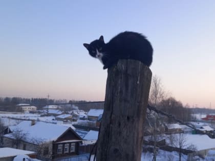 В Марий Эл энергетики спасли кошку, которая залезла высоко на столб