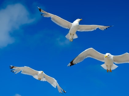 В Марий Эл от птичьего гриппа пало 366 чаек