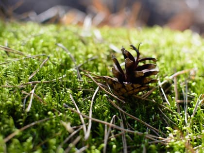 Активисты команды «Молодёжного крыла Народного фронта» стали участниками акции «Сохраним природу Марий Эл»