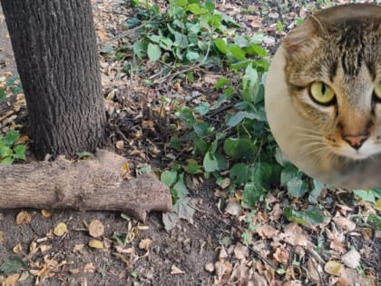 В Йошкар-Оле несовершеннолетних подозревают в жестоком убийстве котенка: “Били кирпичом и бревном”