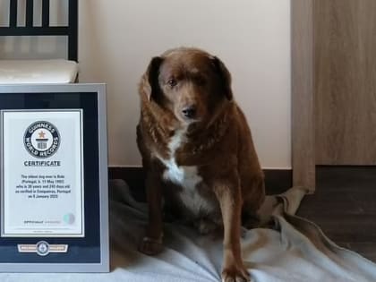 Фермерская собака по кличке Боби попала в Книгу рекордов Гиннесса как долгожитель