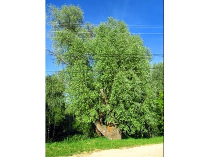 Жители Марий Эл могут стать участниками фотоконкурса «Деревья – памятники живой природы»