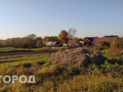 Ядовитый сорняк, убивающий другие растения нашли в Советском районе