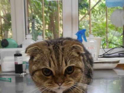 На территории Нижегородской области выявлено два новых случая бешенства животных