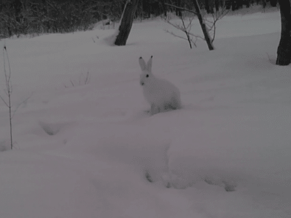 Фотоловушка в лесах Марий Эл запечатлела куницу, зайца и выдру