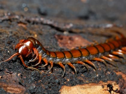 Чем чревата встреча с многоножкой