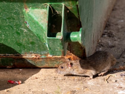 В Марий Эл в 2022 году зарегистрировано 98 случаев «мышиной лихорадки»