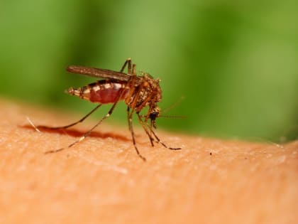 Жительница Татарстана на отдыхе за границей заразилась лихорадкой Денге