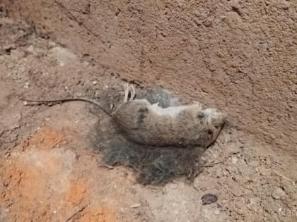 В Марий Эл в июне резко осложнилась ситуация с заболеваемостью «мышиной лихорадкой»