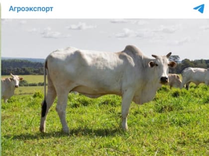 Стоимость самой дорогой коровы в мире составляет 2,24 млн долларов