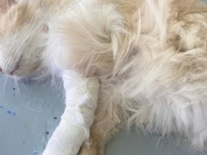 В Горномарийском районе во время покоса травы бензокосой пострадал кот