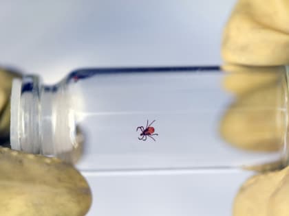 В Марий Эл появились первые жертвы клещей