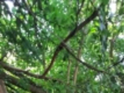 Снести или привести в надлежащее состояние