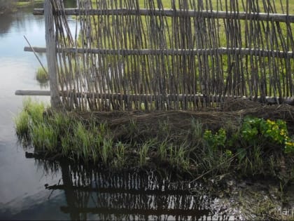 В Йошкар-Оле на берегу Малой Кокшаги обнаружили инфицированных мёртвых чаек