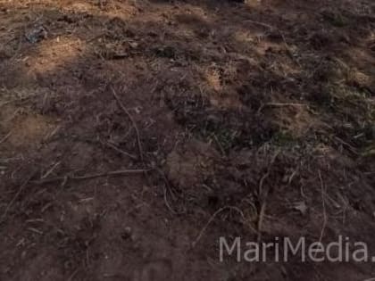 Марий Эл может угрожать саранча