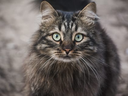 18 мая в Йошкар-Оле проводится выездная профилактическая вакцинация против бешенства