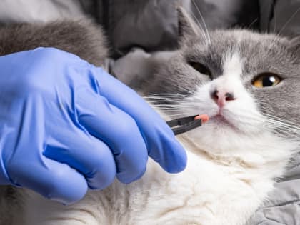 Ветеринарные аптеки смогут сами готовить лекарства для животных