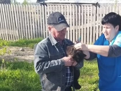 Ветеринары Йошкар-Олы выедут с вакцинацией в микрорайон Дубки