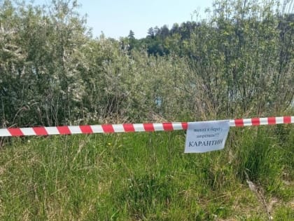 В Марий Эл установлено 5 очагов высокопатогенного гриппа птиц: как распознать опасность и защититься от нее?