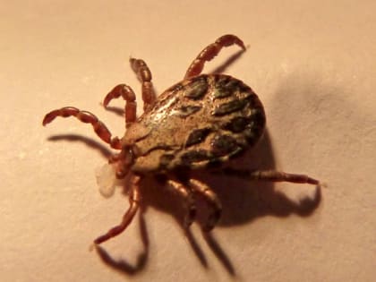 Гигантские клещи-мутанты появились в России: теперь не до шуток