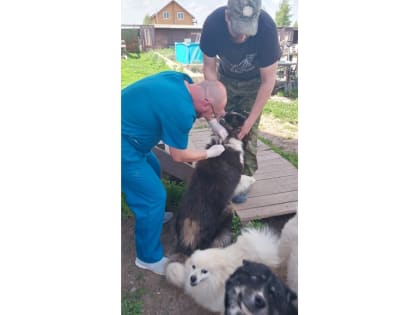 В Шоя-Кузнецово привиты против бешенства 40 собак и две кошки