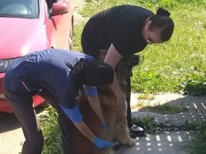 В микрорайоне Звёздный в Йошкар-Оле состоится бесплатная вакцинация животных