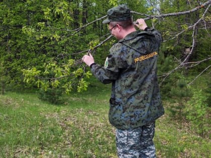 Результаты обследования объеденных насаждений в Волжском районе Республики Марий Эл