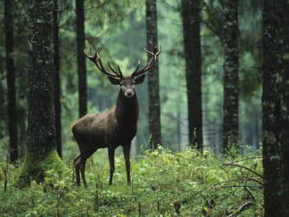 Охотники Марий Эл подали около 4 тысяч заявок, чтобы поохотиться на медведя и копытных