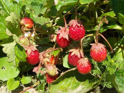 В июне в Марий Эл температура воздуха будет ниже климатической нормы