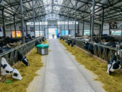 Рост производства животноводства в Республике Марий Эл