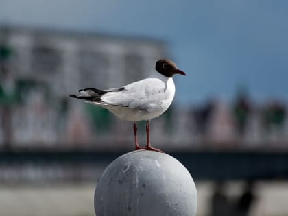 Специалисты Роспотребнадзора сообщают, что новых очагов гриппа птиц в Марий Эл не выявлено
