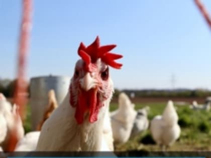 Внимание: птичий грипп!