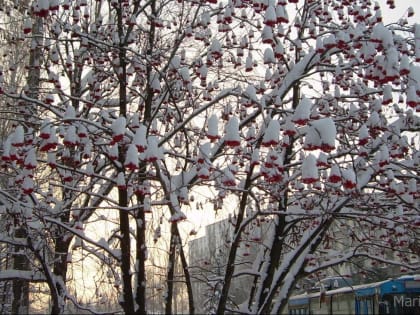 В Марий Эл конец января будет умеренно прохладным и снежным