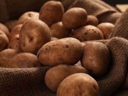 Цена на картофель в Марий Эл - одна из самых низких среди регионов России