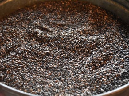 За 2022 год в Марий Эл заготовили более 400 кг семян сосны, ели и березы