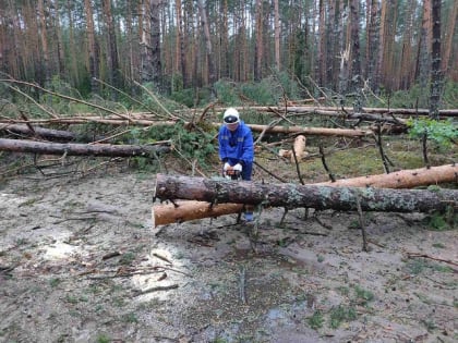 Спасатели Марий Эл расчистили дорогу от упавших деревьев