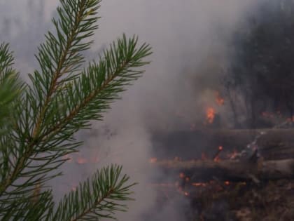 В лесах Марий Эл объявлен 4 класс пожароопасности