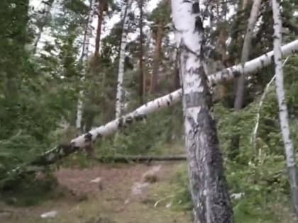 Из-за урагана в Марий Эл погибли трое детей и трое взрослых