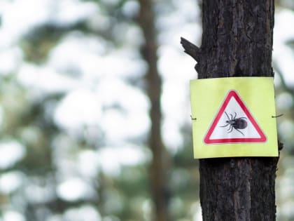 В Юринском районе не было пострадавших от укусов клещей