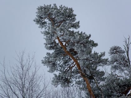 К концу этой недели в Марий Эл установится по-настоящему морозная погода