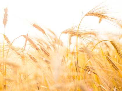 За 2023 год Марий Эл продала сельхозпродукты за границу почти на 2 млн долларов