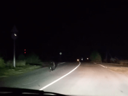В Марий Эл на дорогу выбежал медведь