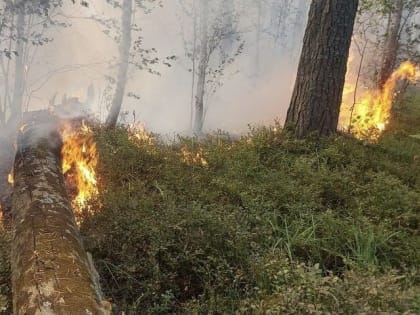В Марий Эл сохраняется чрезвычайная пожароопасность лесов