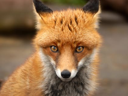 Ветеринарная служба Марий Эл советует избегать любых контактов с лисами